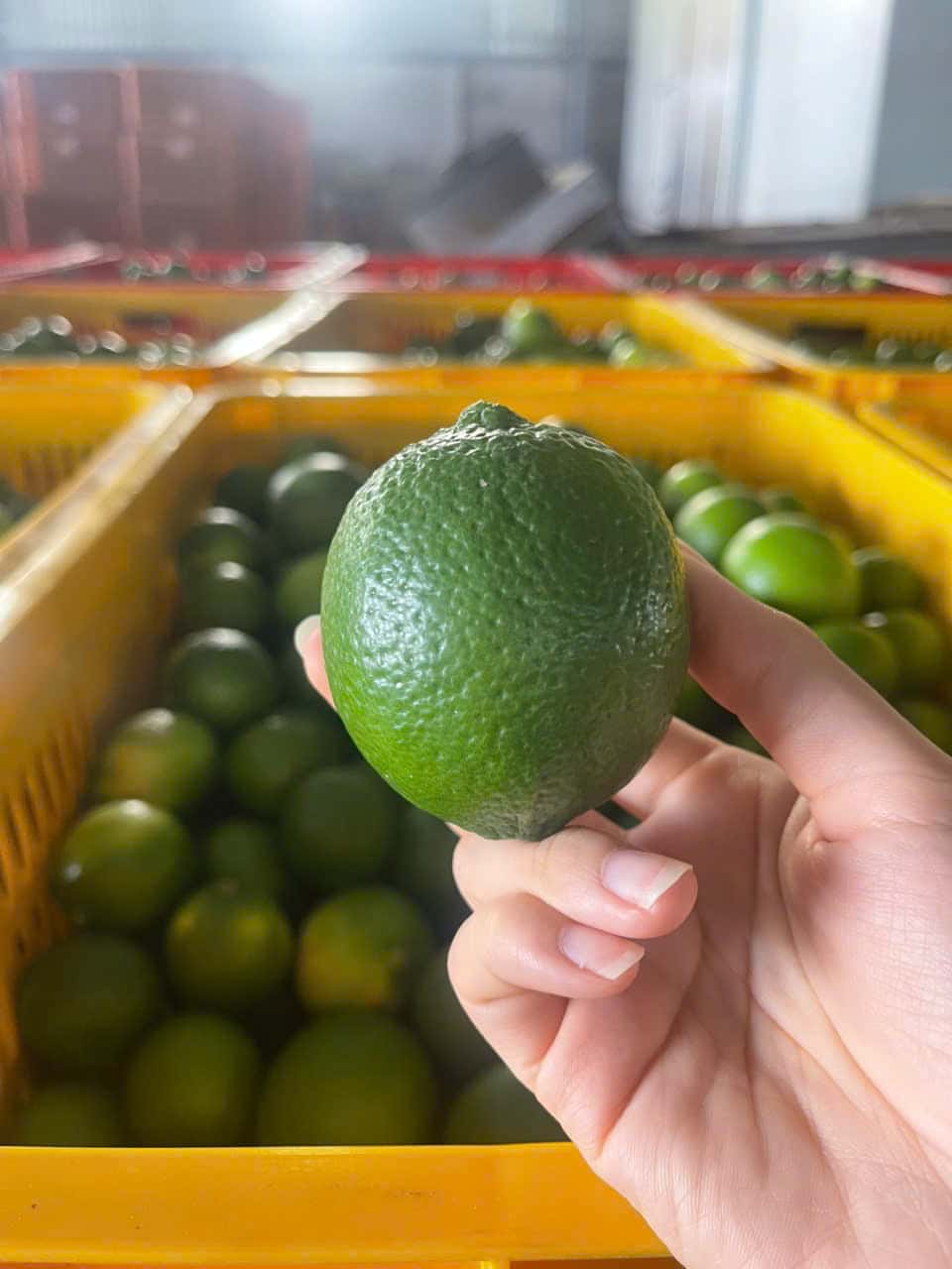 Seedless lime — 1