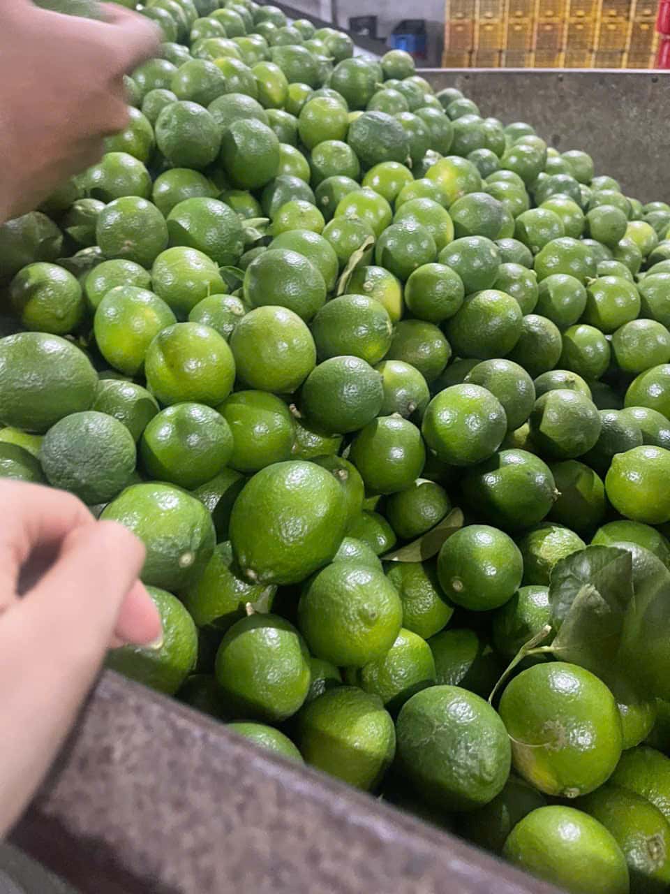 Seedless lime — 2