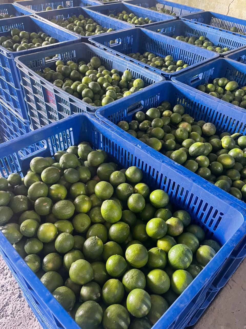 Seedless lime — 5
