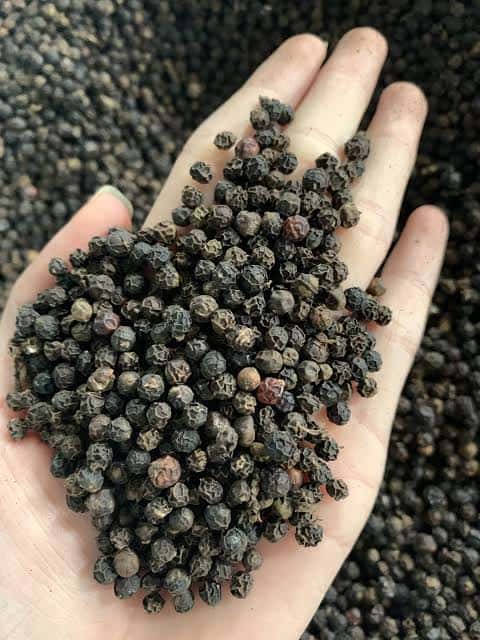 Black Pepper — 3
