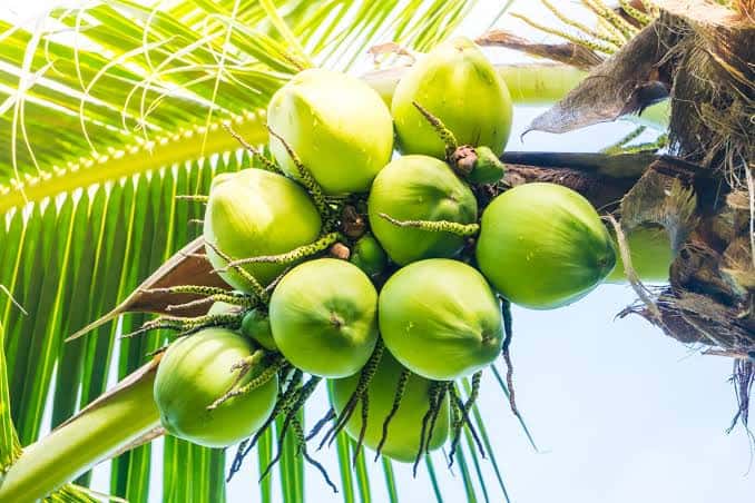 Vietnam Coconut — Fresh Coconut Fruit — 2