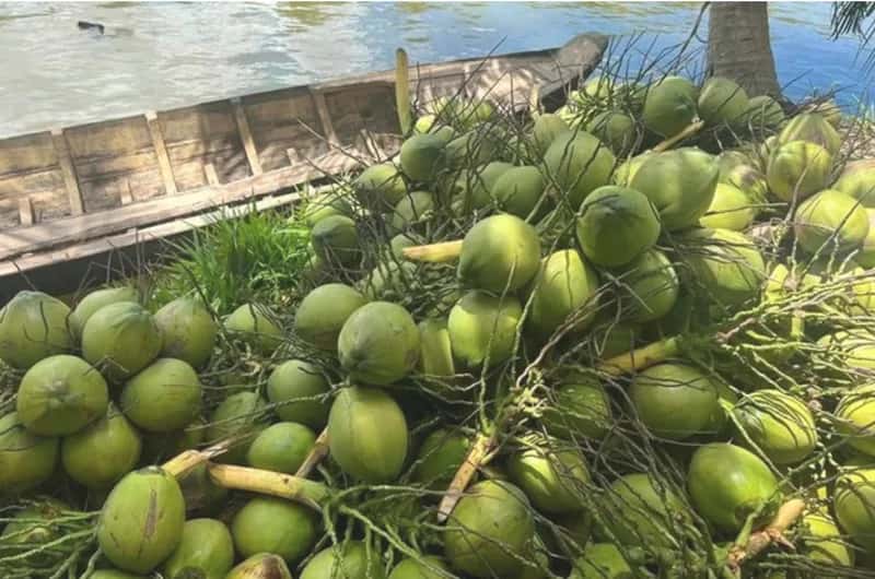 Vietnam Coconut — Fresh Coconut Fruit — 3