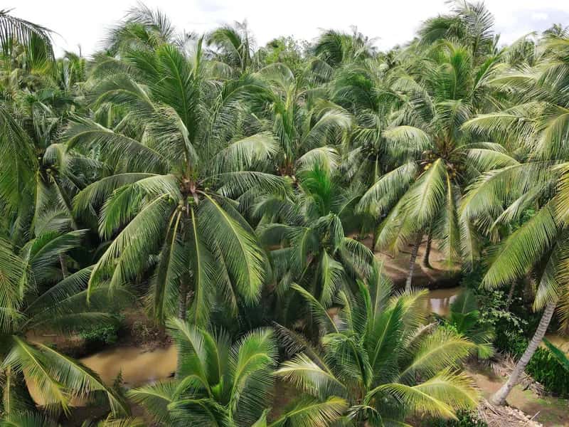 Vietnam Coconut — Fresh Coconut Fruit — 4