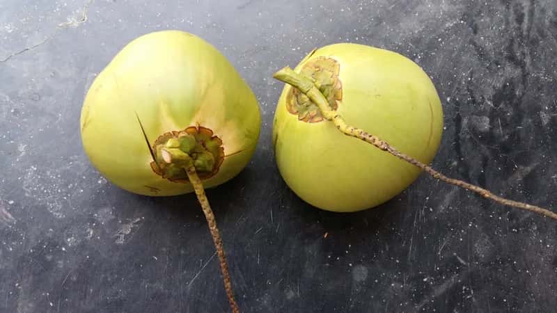 Vietnam Coconut — Fresh Coconut Fruit — 5