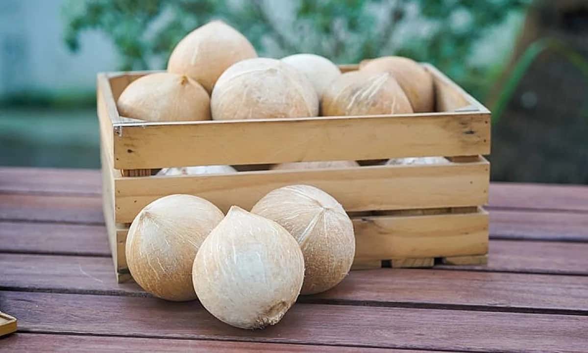 Vietnam Coconut — Fresh Coconut Fruit — 1