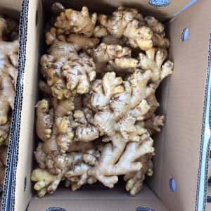 FRESH GINGER — 4