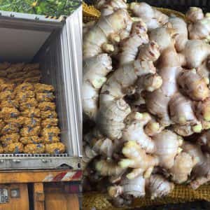 FRESH GINGER — 3