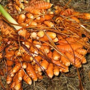 Fresh Turmeric — 3