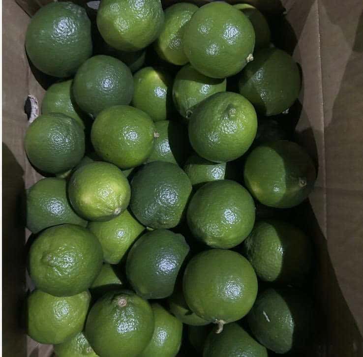 Fresh Seedless Lime High Quality Vietnam — 3