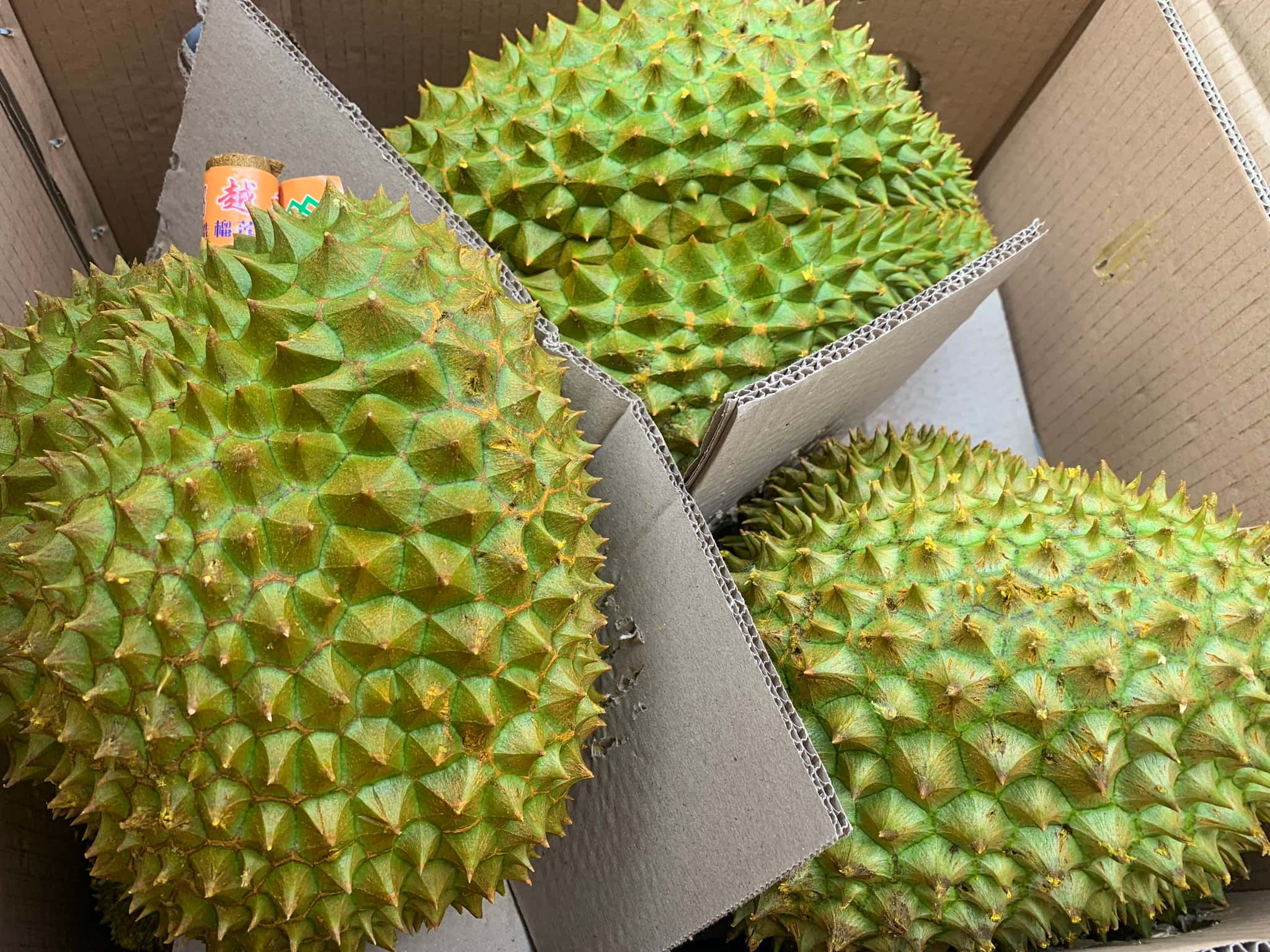 Durian — 3