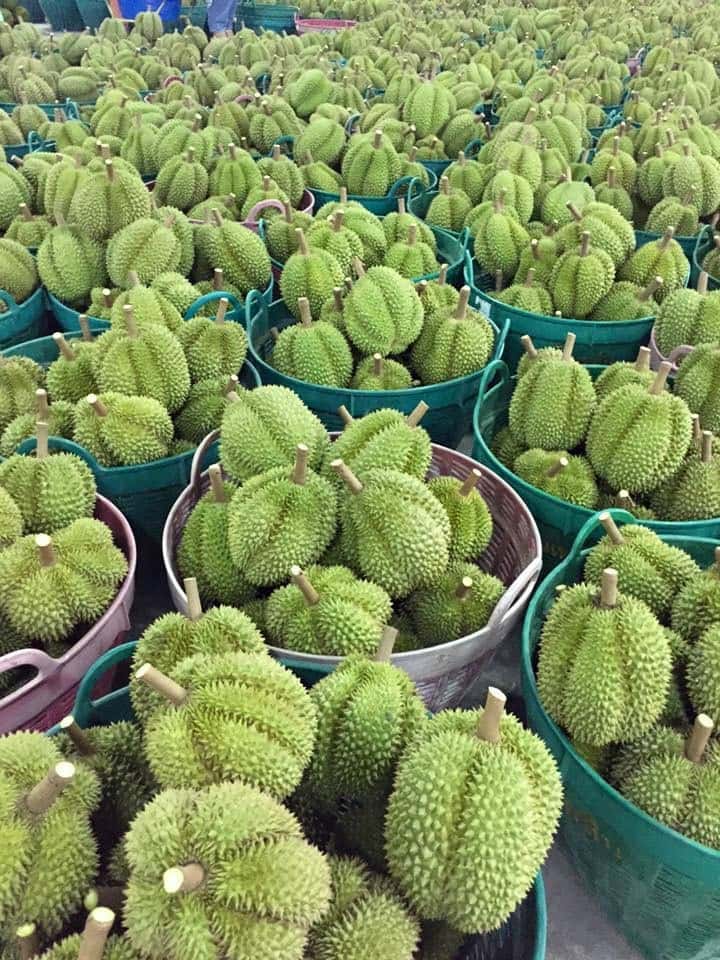 Durian — 4