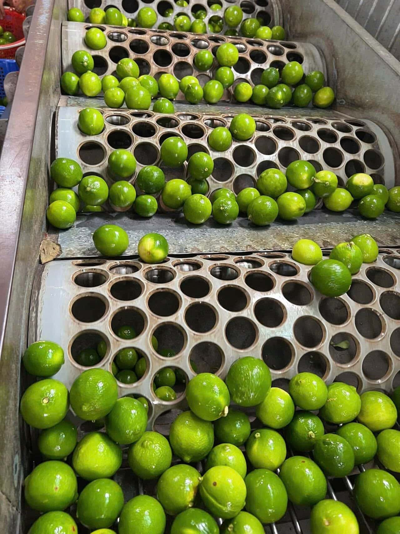 Seedless Lime (Persian Lime) — 4