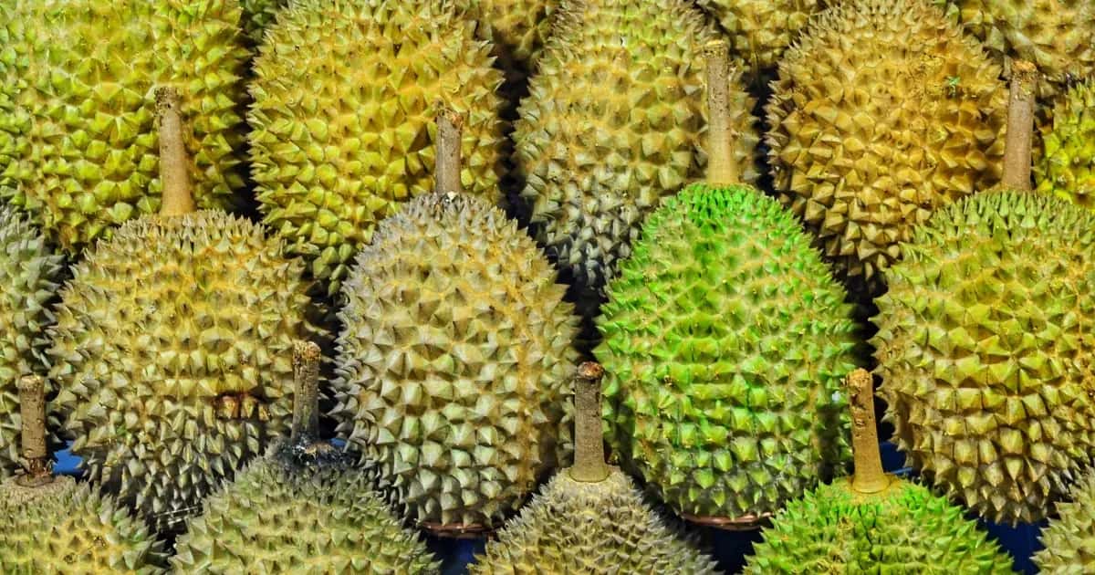 Sầu riêng Đồng bằng sông Cửu Long — 2