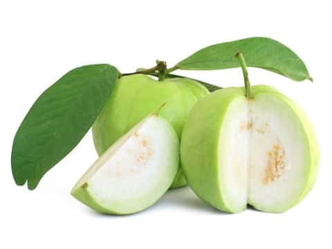 Ổi ruột trắng Việt Nam — 3