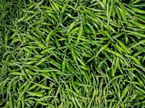 Red/Green Chilli Padi — 2