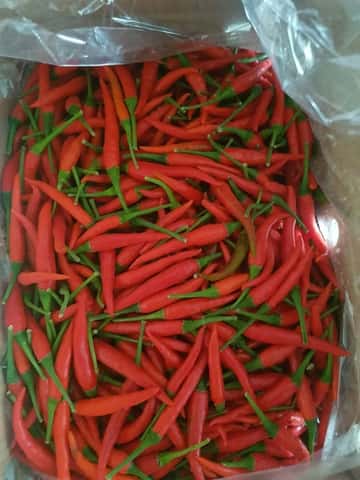 Red/Green Chilli Padi — 1