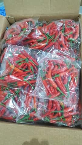 Red/Green Chilli Padi — 4
