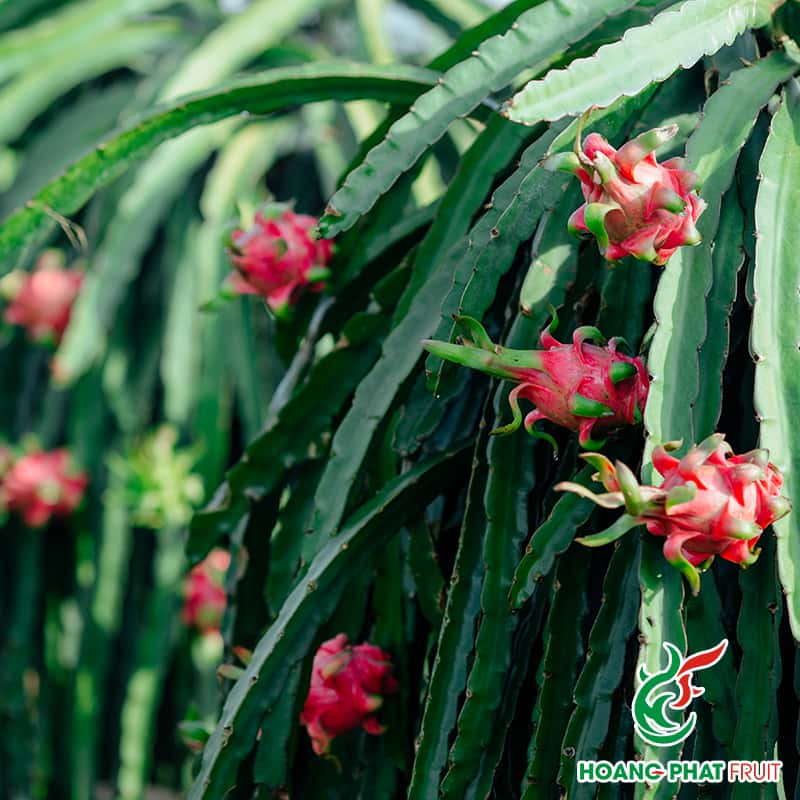 Red dragon fruit — 4