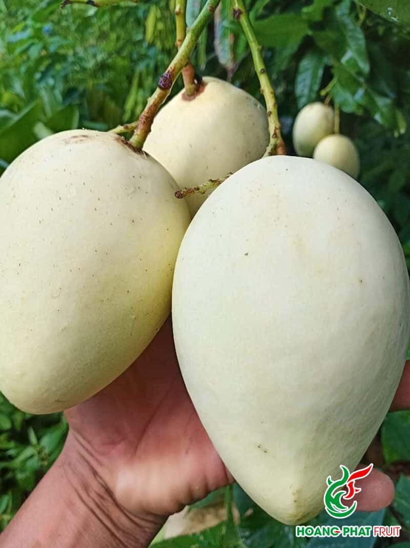 Cat Chu Mango — 2