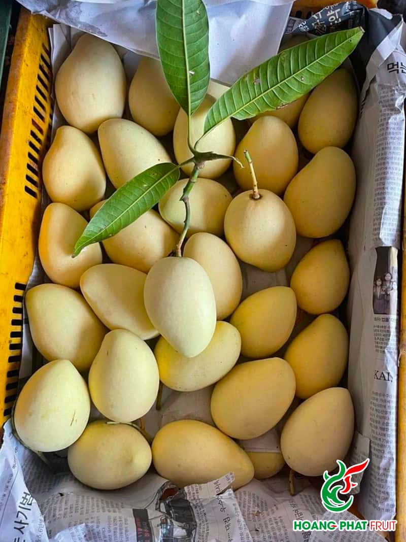Cat Chu Mango — 1