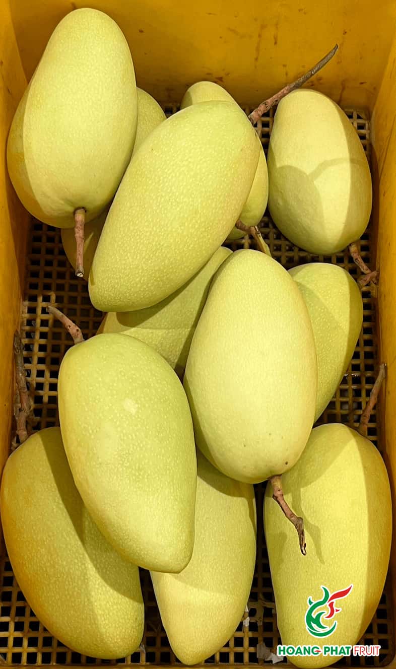 Elephant Mango — 3