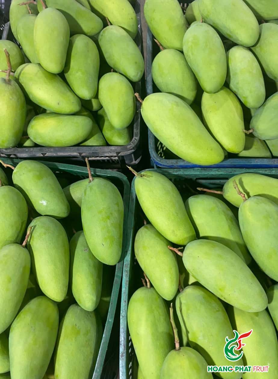 Elephant Mango — 5