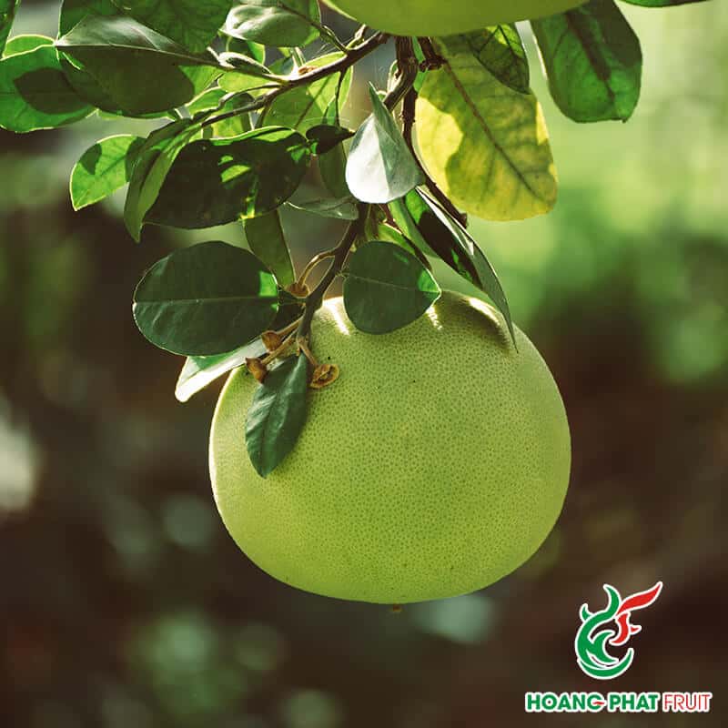 Pomelo — 2