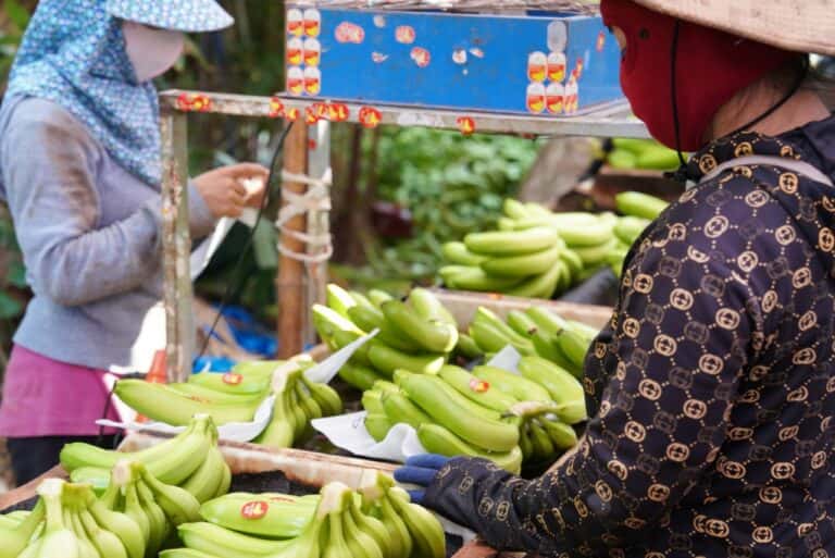 Fresh Cavendish Bananas — 2