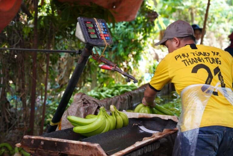 Fresh Cavendish Bananas — 3