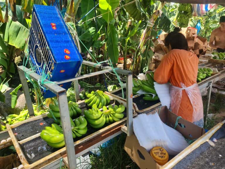 Fresh Cavendish Bananas — 5