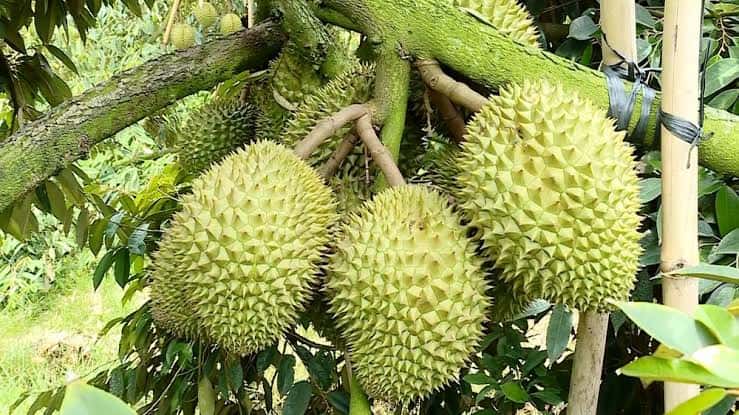Vietnamese Durian — 2