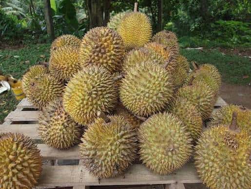 Vietnamese Durian — 3