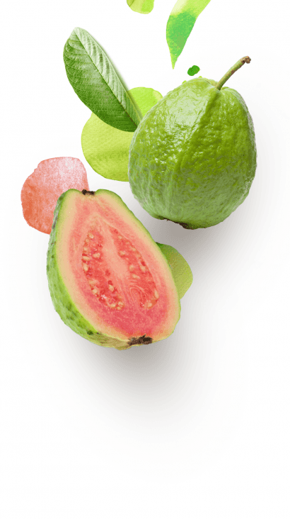 Fresh Guava (Red/White Flesh) — 2