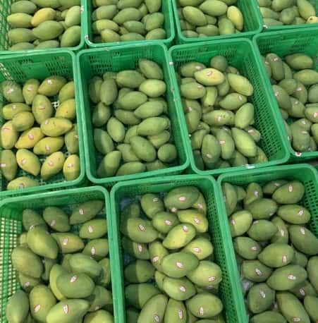 Fresh big green mango — 4