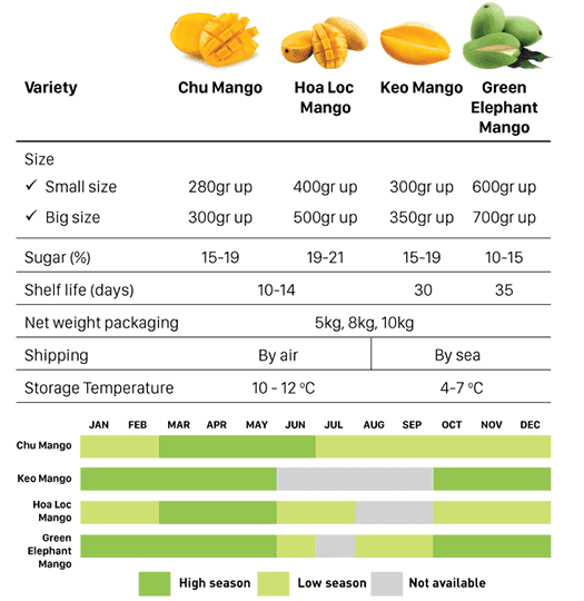 Fresh big green mango — 2
