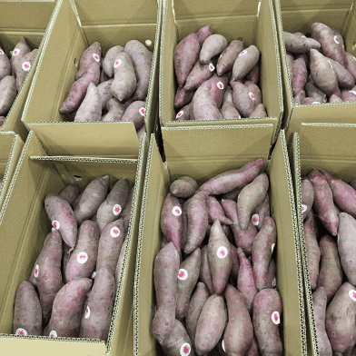 Fresh Vietnamese Sweet Potato — 2