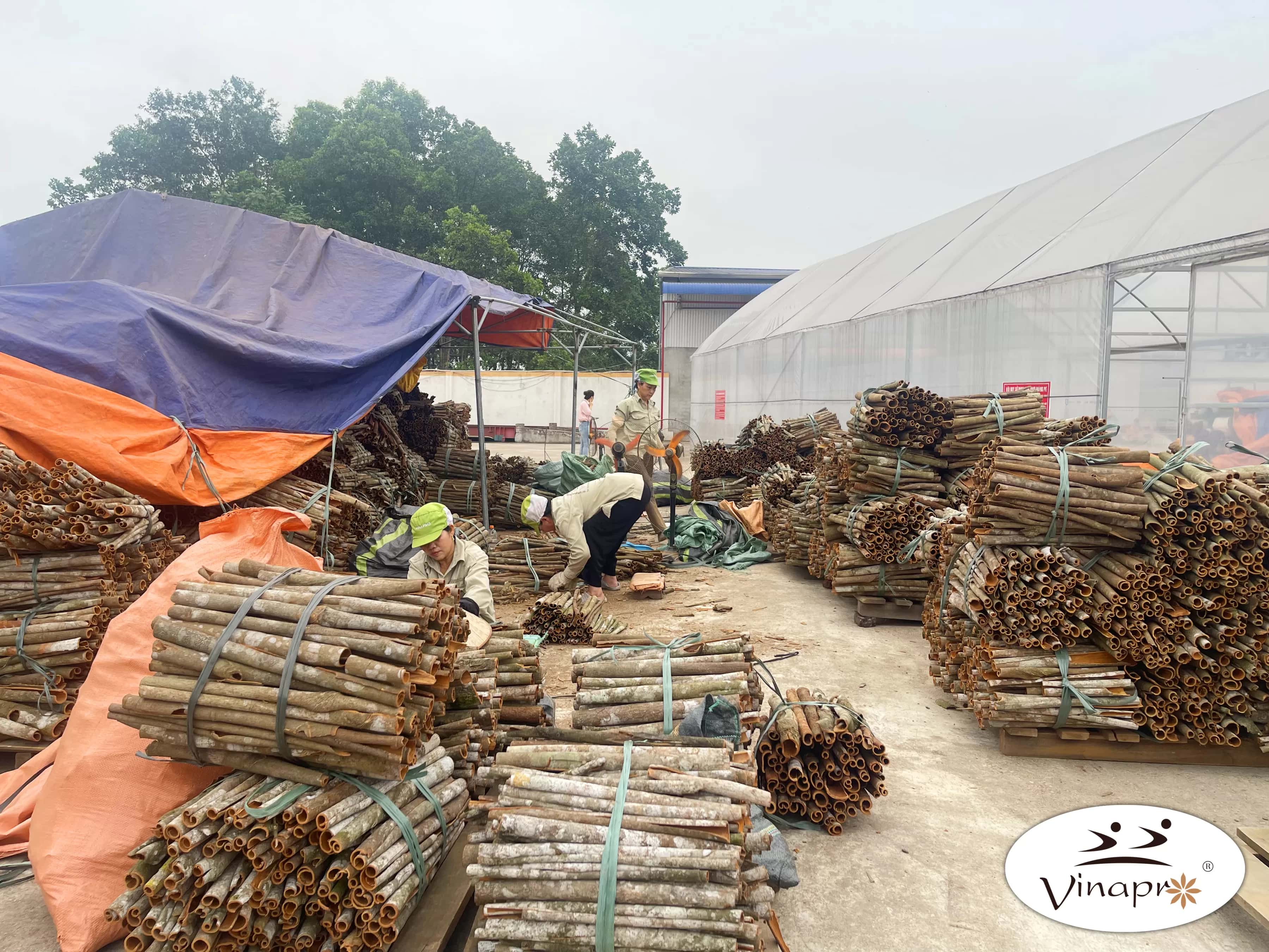 Whole Cassia Cinnamon — 3
