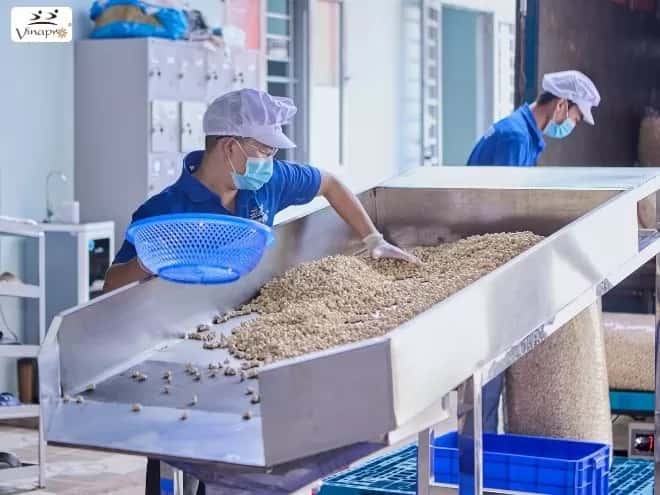 White Whole Cashew Nuts WW240, WW320, WW450 — 3