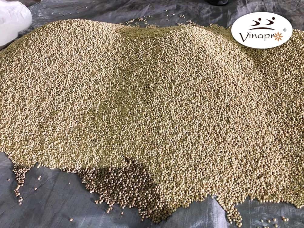 White Pepper — 4