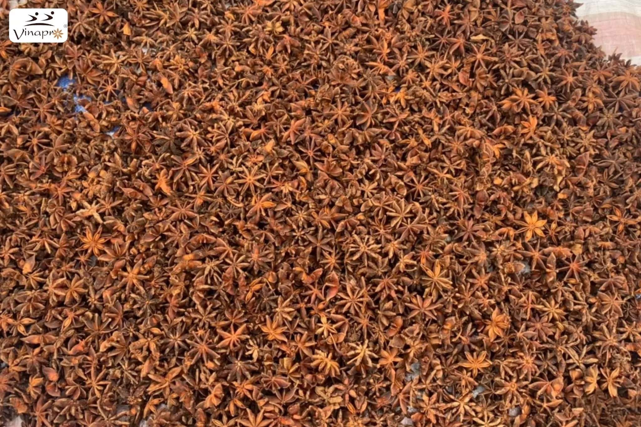 Spring/Autumn Star Aniseed — 4