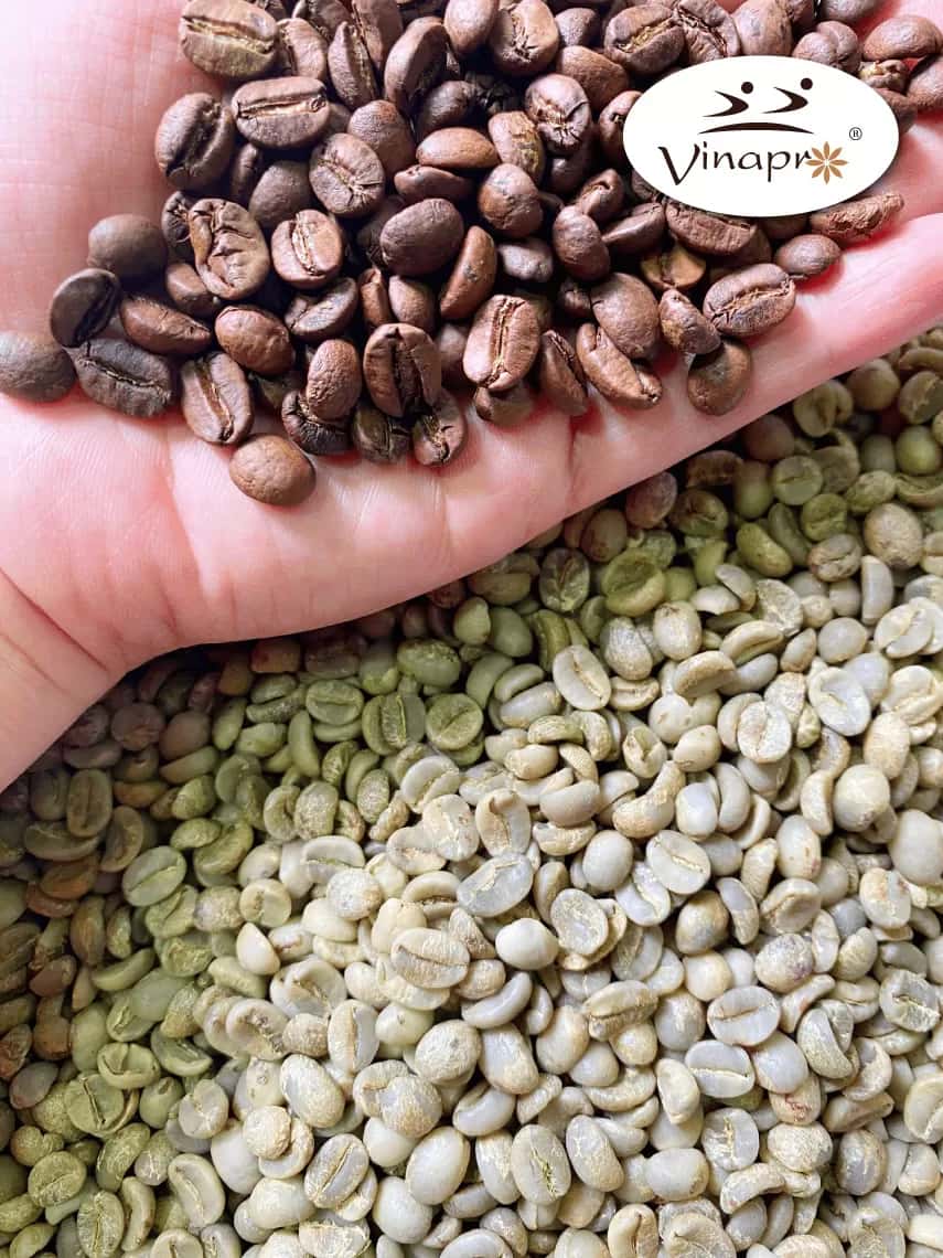 Wet Polished Robusta S18/S16 — 2