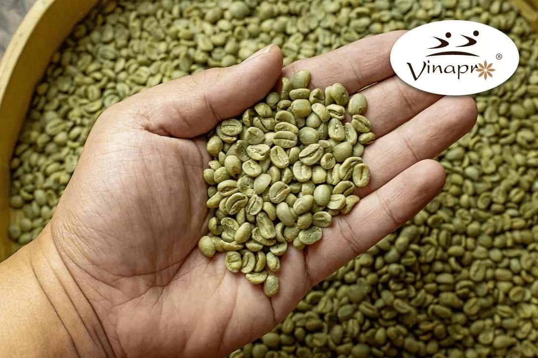 Wet Polished Robusta S18/S16 — 3