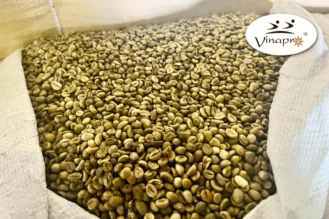 Wet Polished Robusta S18/S16 — 5