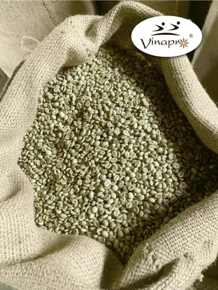 Wet Polished Robusta S18/S16 — 6
