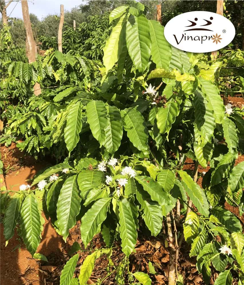 Washed Arabica green coffee beans S18/1616 — 5