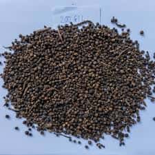 BLACK PEPPER LIGHT BERRY — 2