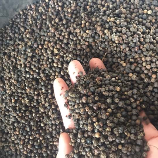 Black Pepper 550/570/580 GL FAQ — 3