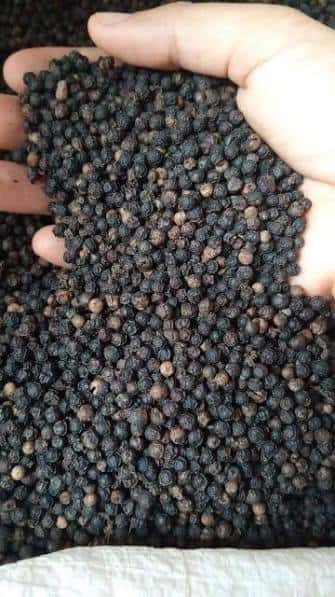 VIETNAM BLACK PEPPER 550G/L — 2