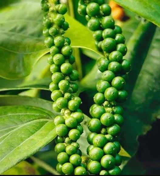 VIETNAM BLACK PEPPER STEAM STERLISED — 3