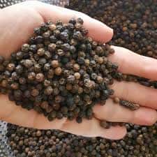 VIETNAM BLACK PEPPER ASTA QUALITY — 2